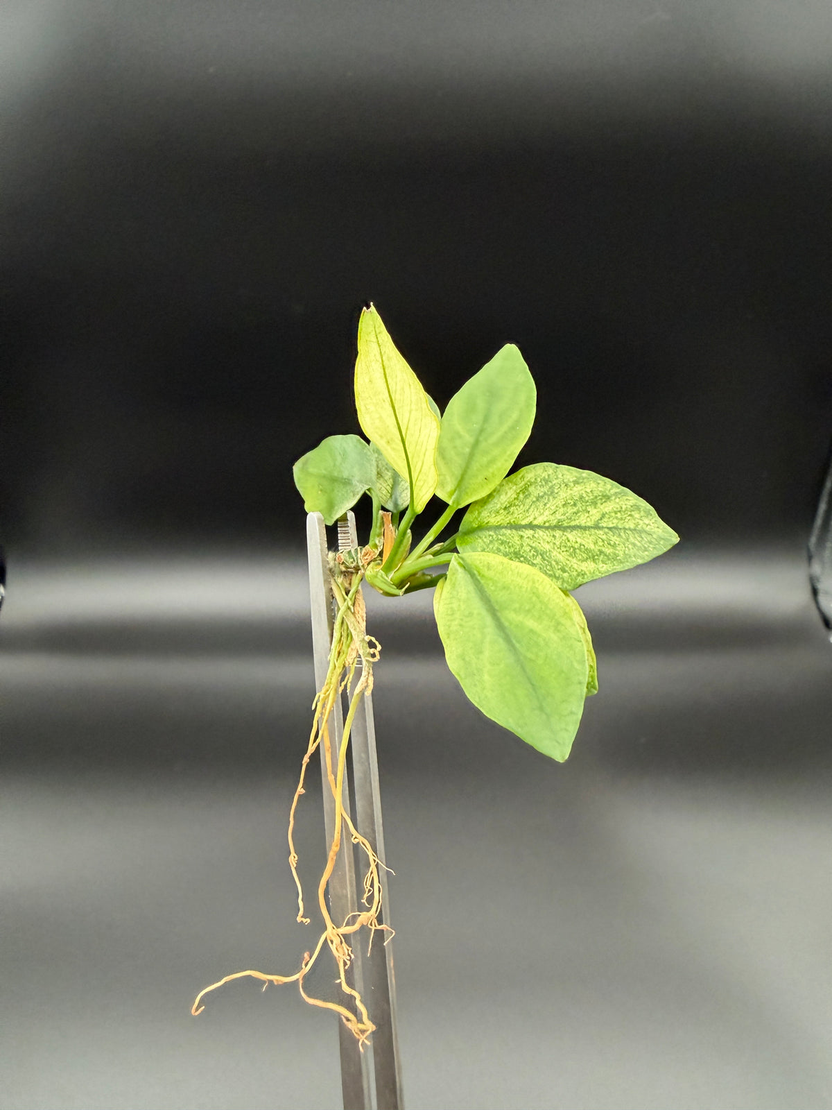 Anubias Panda White