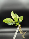 Anubias Variegated King