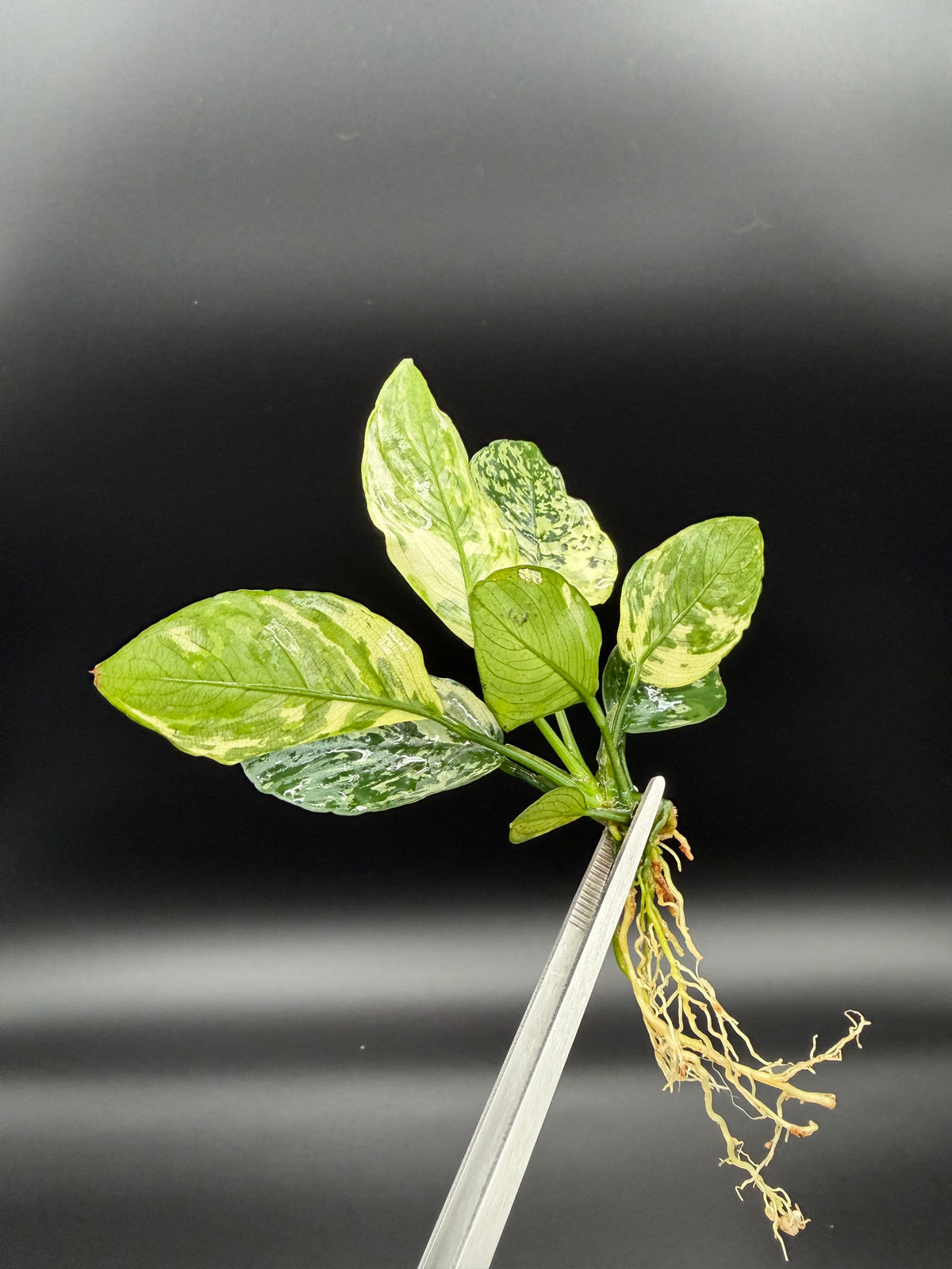 Anubias Variegated King